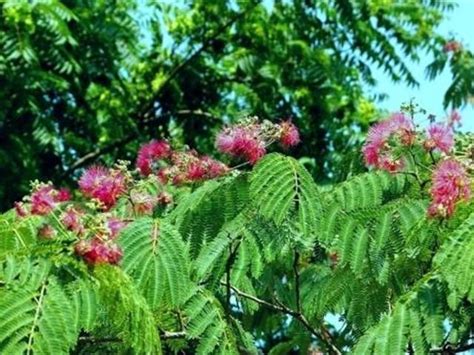 芙蓉樹照顧|芙蓉到底該怎麼照顧呢？